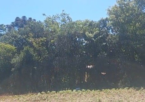 Inquilino mata dono de imóvel em Pato Branco