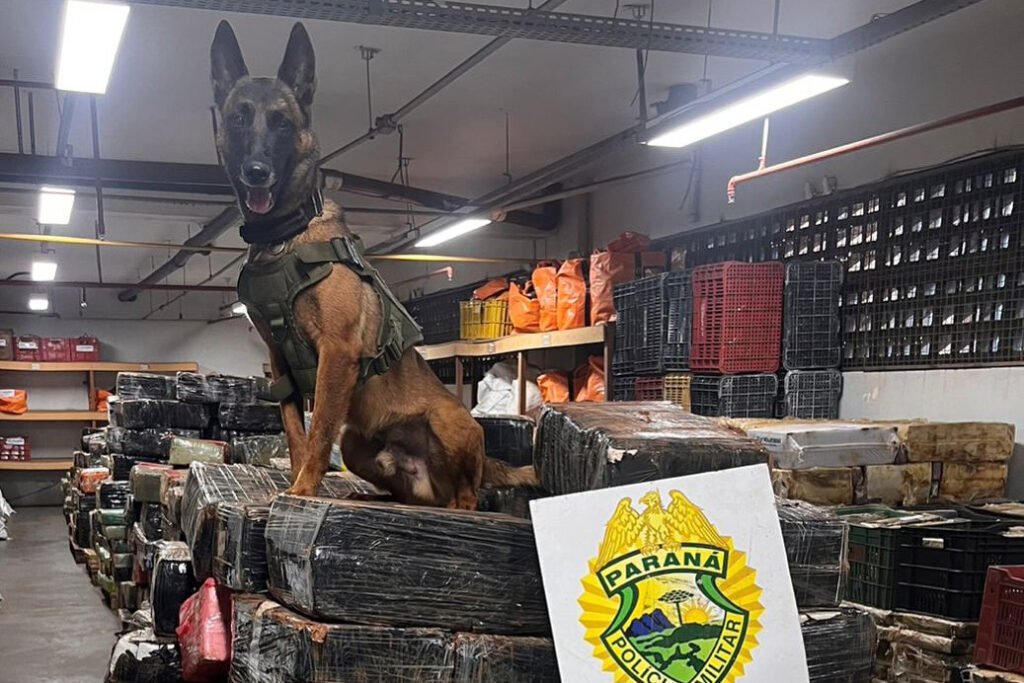 Crime sofre prejuízo de R$ 300 milhões no Paraná; e a culpa é dos cães