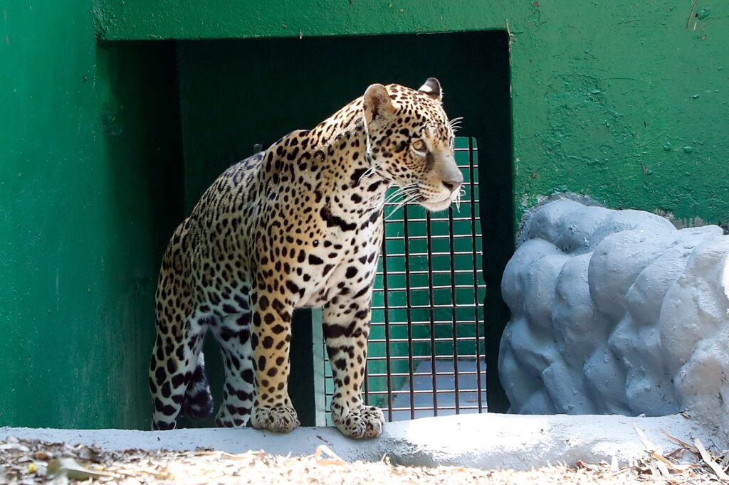 Novo recinto dos grandes felinos reforça compromisso de Cascavel com o bem-estar animal