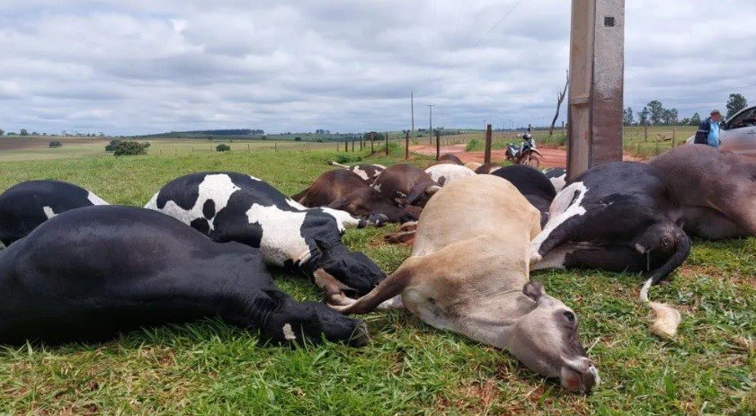 Descarga elétrica causa morte de 19 vacas em propriedade rural de Altônia
