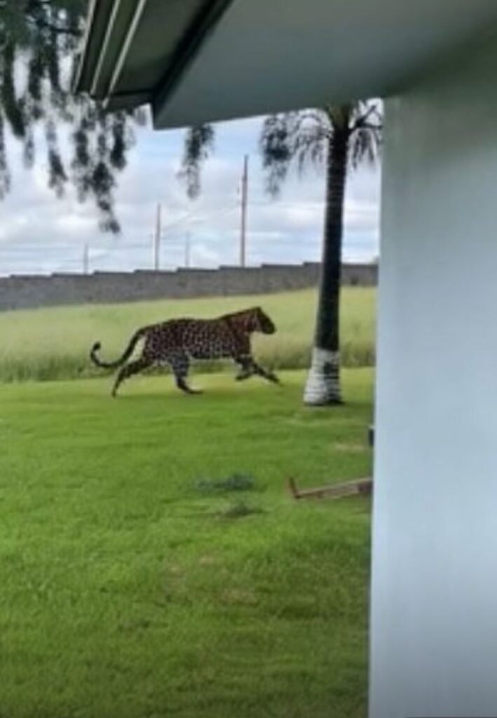 Onça-pintada é flagrada tentando atacar cachorro em Santa Teresa