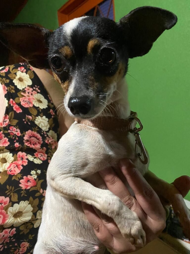 cachorrinha da raça pinscher encontrada no morumbi