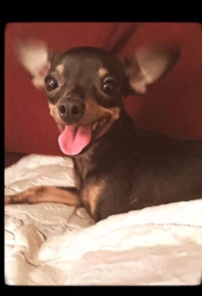 Cachorrinha Milli desaparece e dona fica doente de preocupação em Cascavel