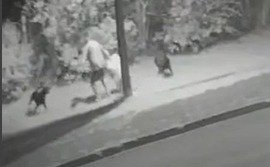 Câmera flagra ataque de cães no Tropical; mulher foi vítima na segunda-feira em outro bairro