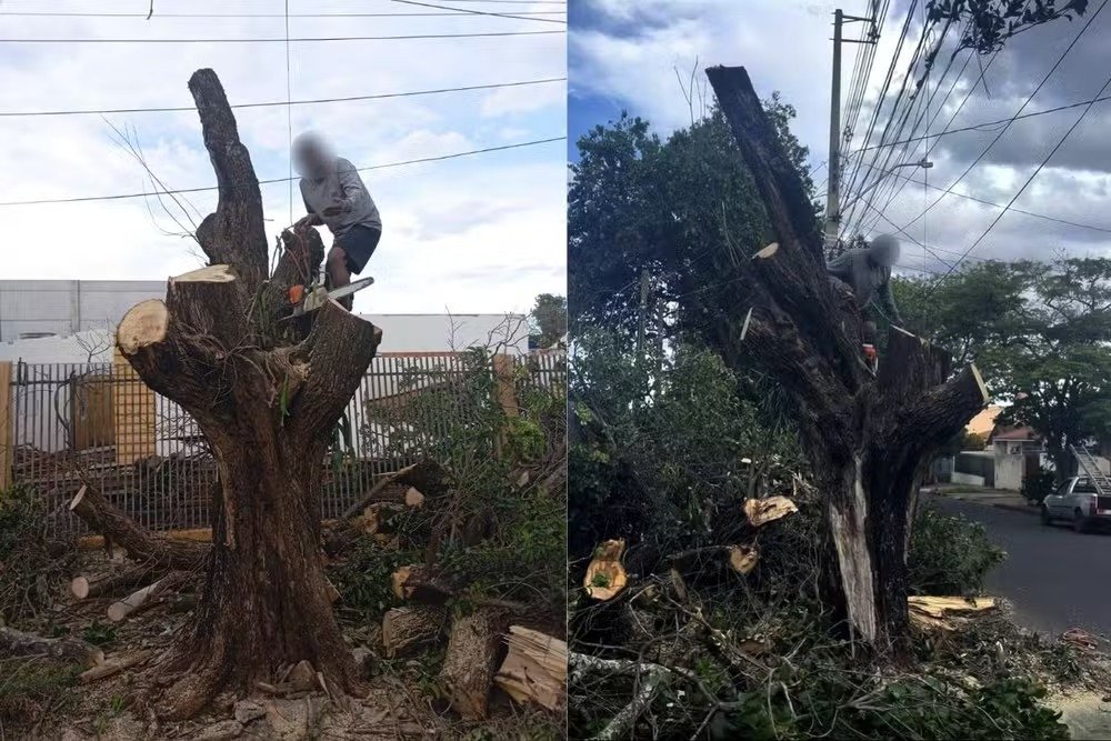 Homem é preso ao ser flagrado cortando árvore sem autorização, volta ao local para terminar o serviço após ser liberado e é preso novamente, no Paraná