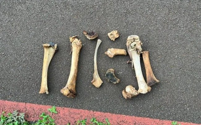 Busca por vestígios humanos em Santa Helena termina após médico do Samu identificar ossada de suíno