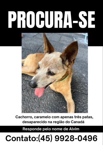 Cachorro caramelo está desaparecido no Bairro Canadá