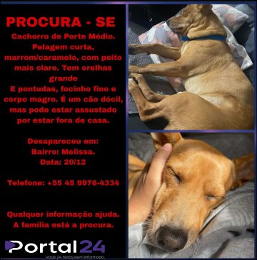 Cachorro desaparece na região do Melissa 2 e família pede ajuda em Cascavel