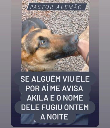 Cachorro Pastor Alemão está desaparecido