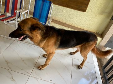 Cãozinho é encontrado no bairro Santa Cruz