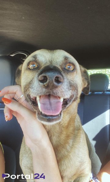 Família procura cachorro perdido no bairro santa cruz em Cascavel