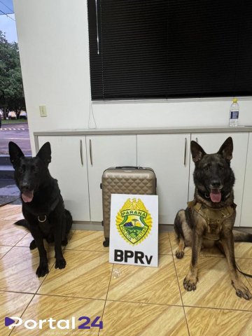 K9 black localiza 26 kg de maconha abandonados na Rodoviária de Cascavel durante operação F.A.R.O.