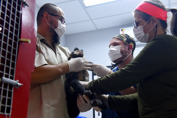 Recorde: IAT prestou atendimento a 4.552 animais silvestres em 2025