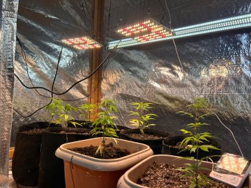 Polícia Civil e GCM de Ponta Grossa apreendem estufa de maconha cultivada em residência