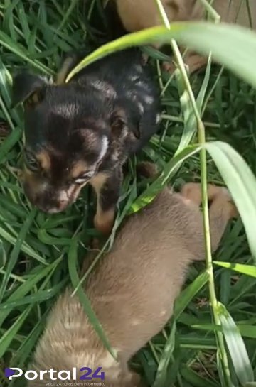 Filhotes de cachorro são abandonados no Bairro Cataratas, em Cascavel