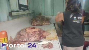 Fiscalização encontra açougue clandestino que reaproveitava carne podre em Fazenda Rio Grande