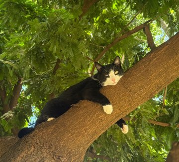 Gata Missy está desaparecida no Coqueiral