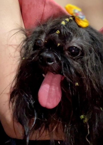 Internauta encontra cachorrinha no Santa Felicidade