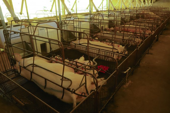 Paraná consolida liderança na exportação de suínos de raça; colheita de soja alcança 37%