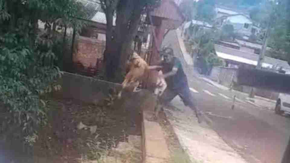 MP denuncia homem por maus-tratos após caso de cachorro arremessado em riacho em Pato Branco - catve.com