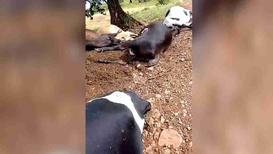 Raio mata vacas e touro na área rural de Ivaiporã - catve.com