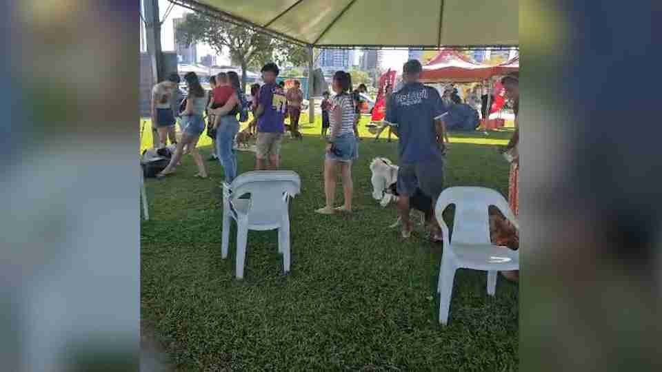 Campanha de vacinação contra a raiva é realizada em Toledo - catve.com