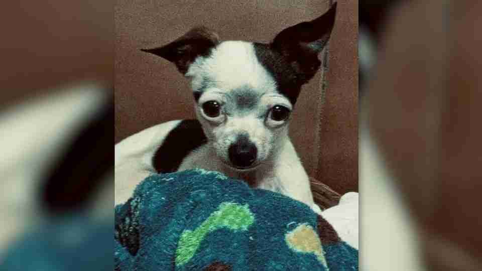 Família procura por cachorrinho desaparecido no bairro Tarumã, em Cascavel - catve.com