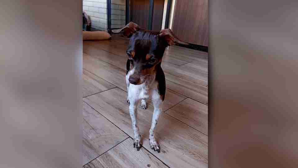 Pinscher Chico desaparece no 14 de Novembro e família oferece recompensa - catve.com