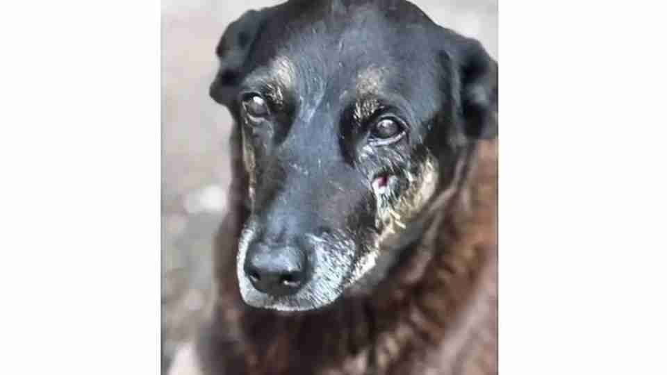Soldado da PM depõe por ter matado cachorro comunitário em São Paulo - catve.com