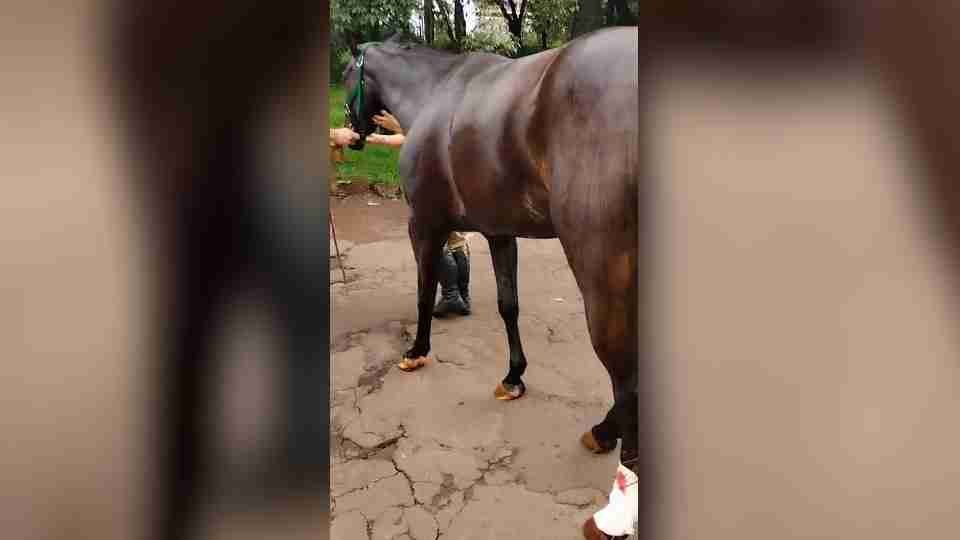 Égua da Polícia Militar está medicada e estável após acidente em Cascavel - catve.com