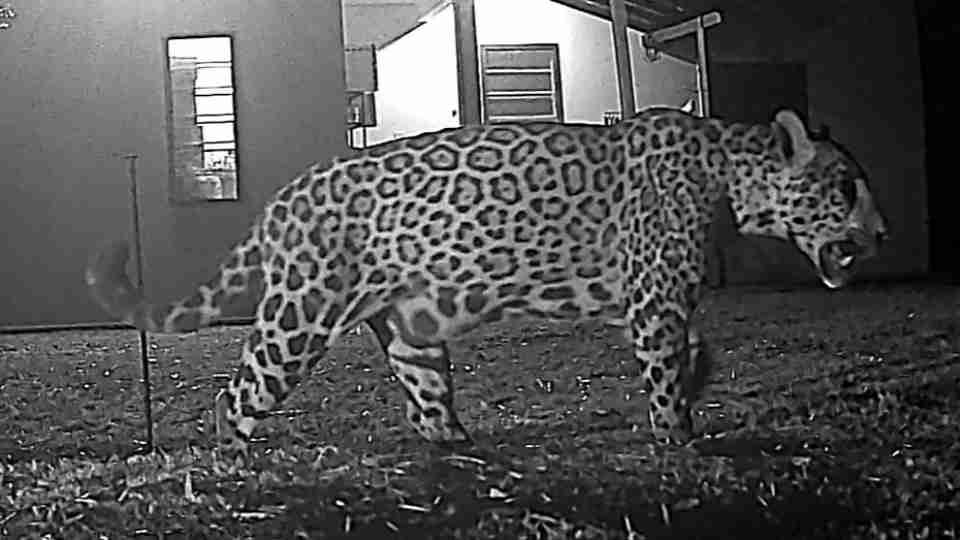 Cacira é flagrada no Parque Nacional do Iguaçu e pode estar com novos filhotes - catve.com