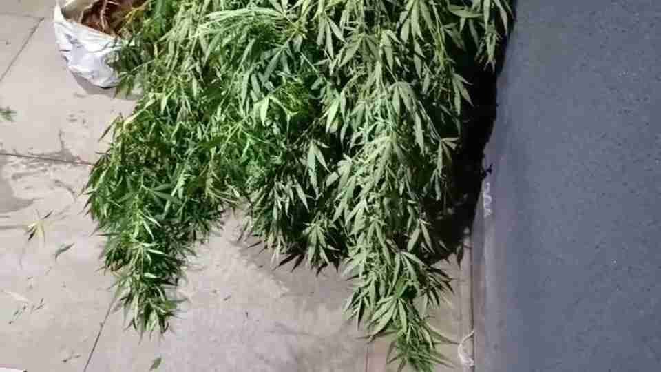 Pé de maconha de três metros é apreendido pela PM após denúncia de tráfico em Toledo - catve.com
