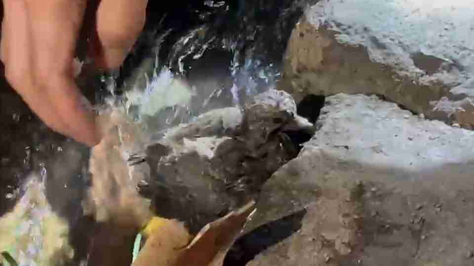 Som estranho leva a descoberta inusitada dentro de tubulação - catve.com