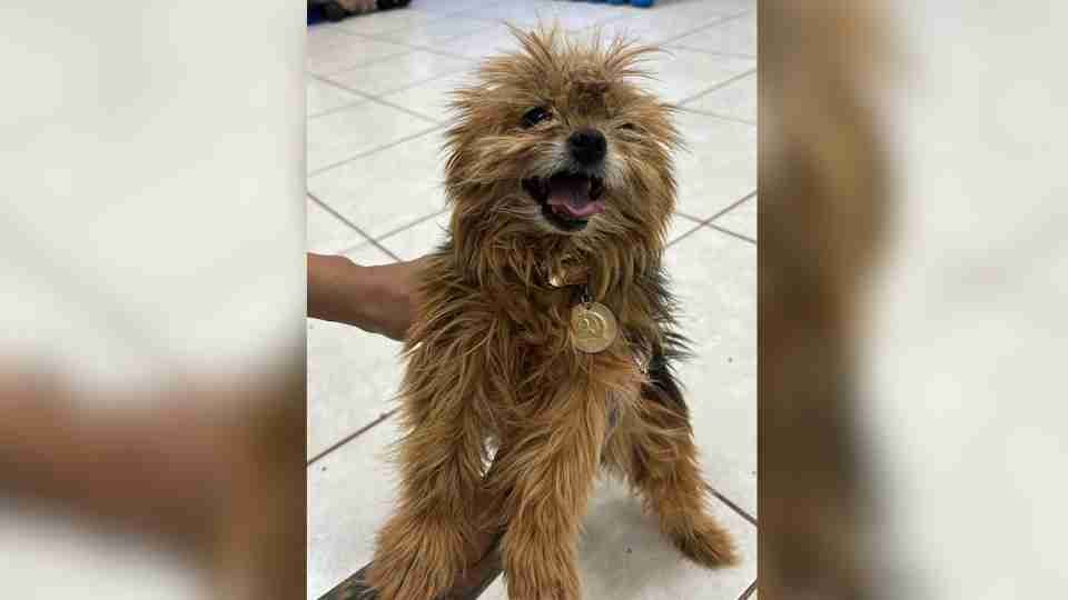 De quem é a cachorrinha perdida no Centro de Cascavel? - catve.com