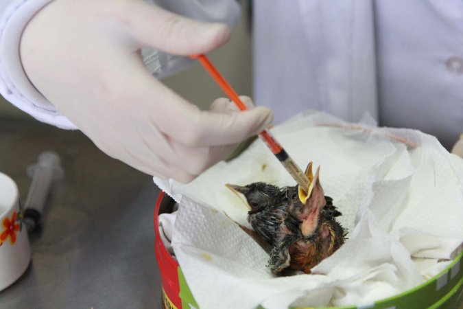 Rede de apoio: atendimento à fauna silvestre aumenta 61,3% em um ano no Paraná