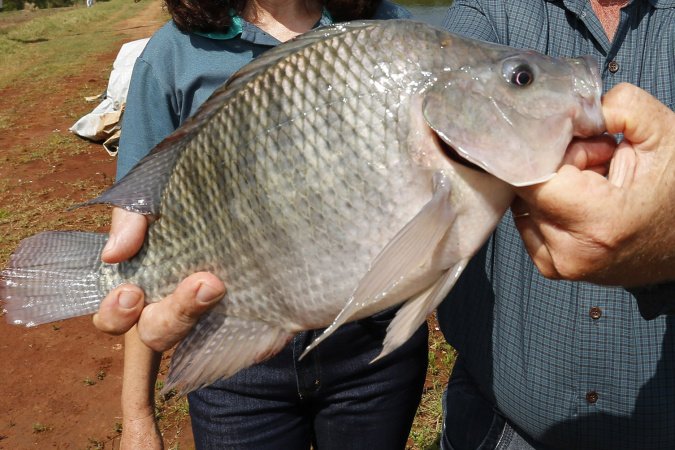 Paraná alcança marca de 273 mil toneladas de peixes em 2025 e lidera produção nacional