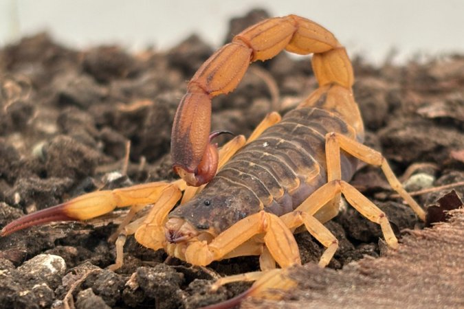Estado mantém orientações e alerta para prevenção de acidentes com escorpiões