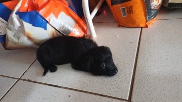Cachorrinha filhote está disponível para adoção