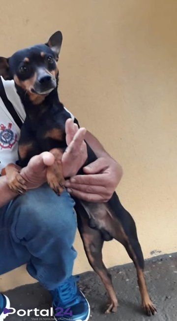 Cachorro desaparecido no bairro Colonial, em Cascavel