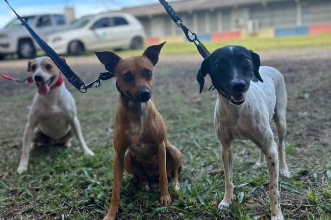 Paraná abre processo seletivo para participação de OSCs no Conselho de Direitos Animais