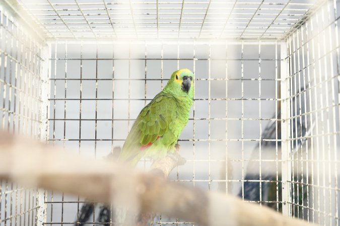 IAT reforça parceria com a Unicentro para atendimento à fauna silvestre 