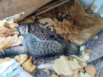 Crueldade! Gatos são envenenados em Santa Tereza do Oeste