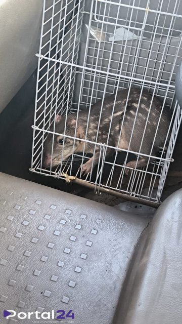 Defesa Civil captura paca em chácara de Nova Aurora