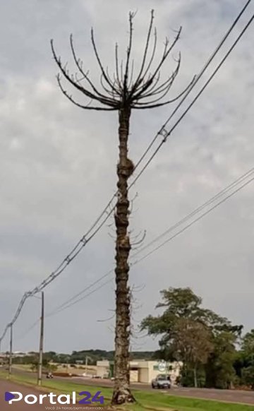 Derrubada de Araucária Seca na BR-277