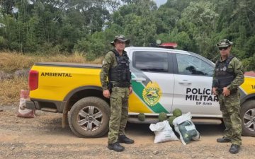 Dupla é flagrada colhendo pinhão verde antes do prazo legal no Paraná