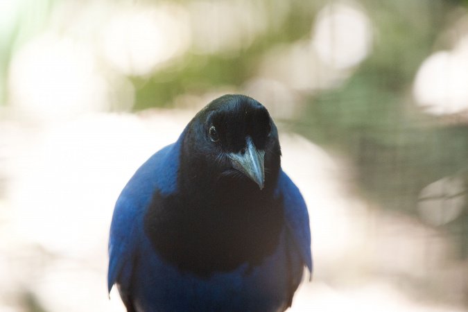 Gralha-azul resgatada pelo IAT vai integrar programa de reprodução do Zoo de Curitiba