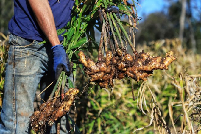 IDR-PR organiza evento nacional com foco em extensão e pesquisa agropecuária