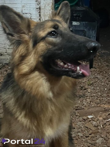 Pastor Alemão desaparece na Rua Paraná, próximo ao Ecopark, em Cascavel