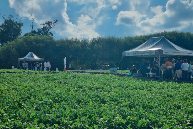 Novidades do cultivo e tecnologias serão apresentados no Dia de Campo Feijão Paraná