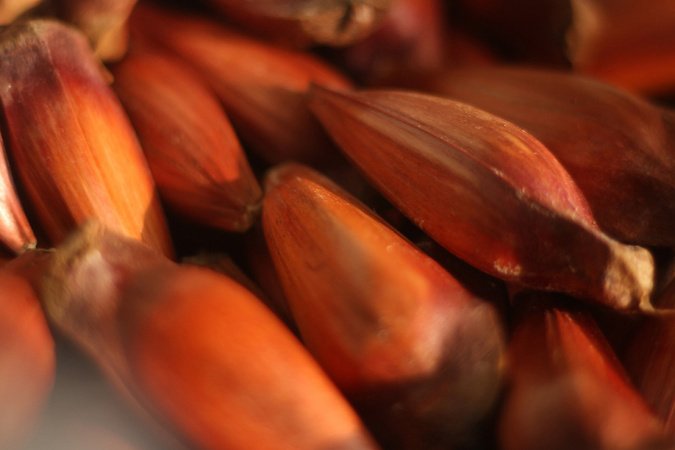 IAT reforça mudança na temporada do pinhão: venda começa em 15 de abril